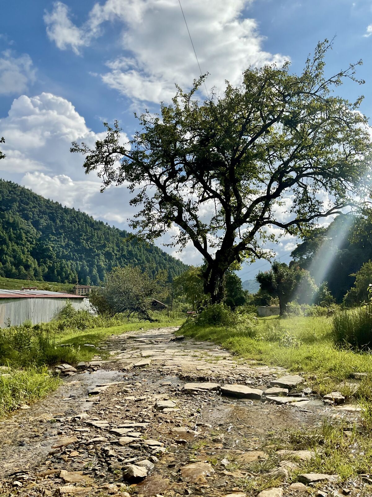 A lone tree with sun rays over a rocky trail